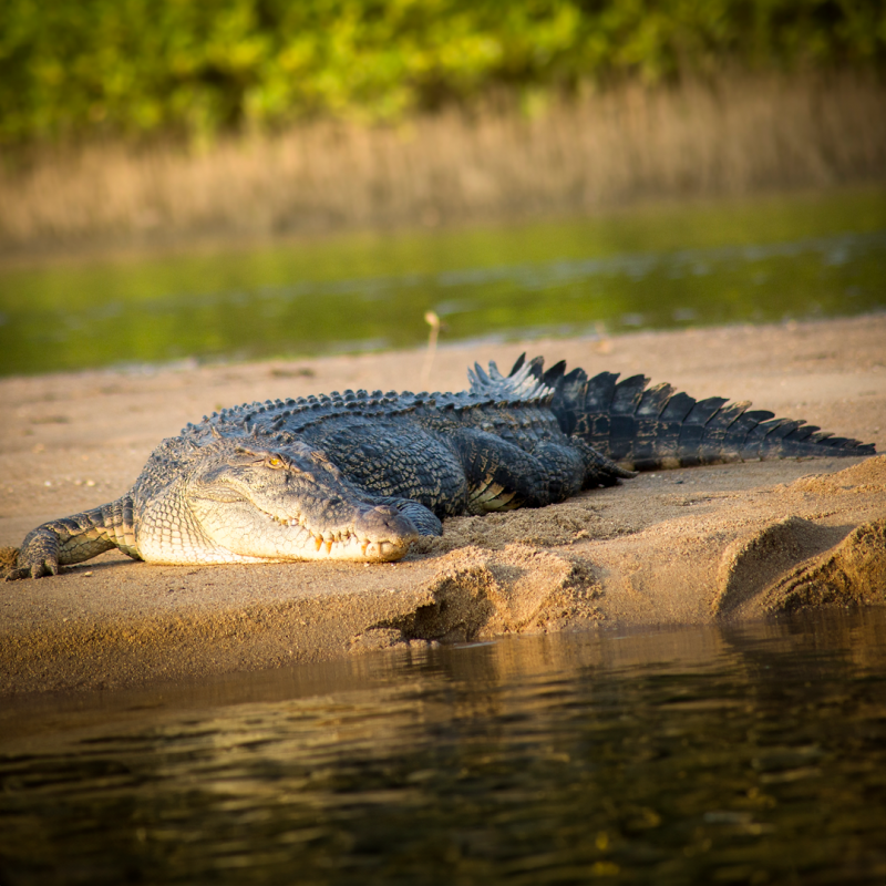 Crocodile on a sandbank