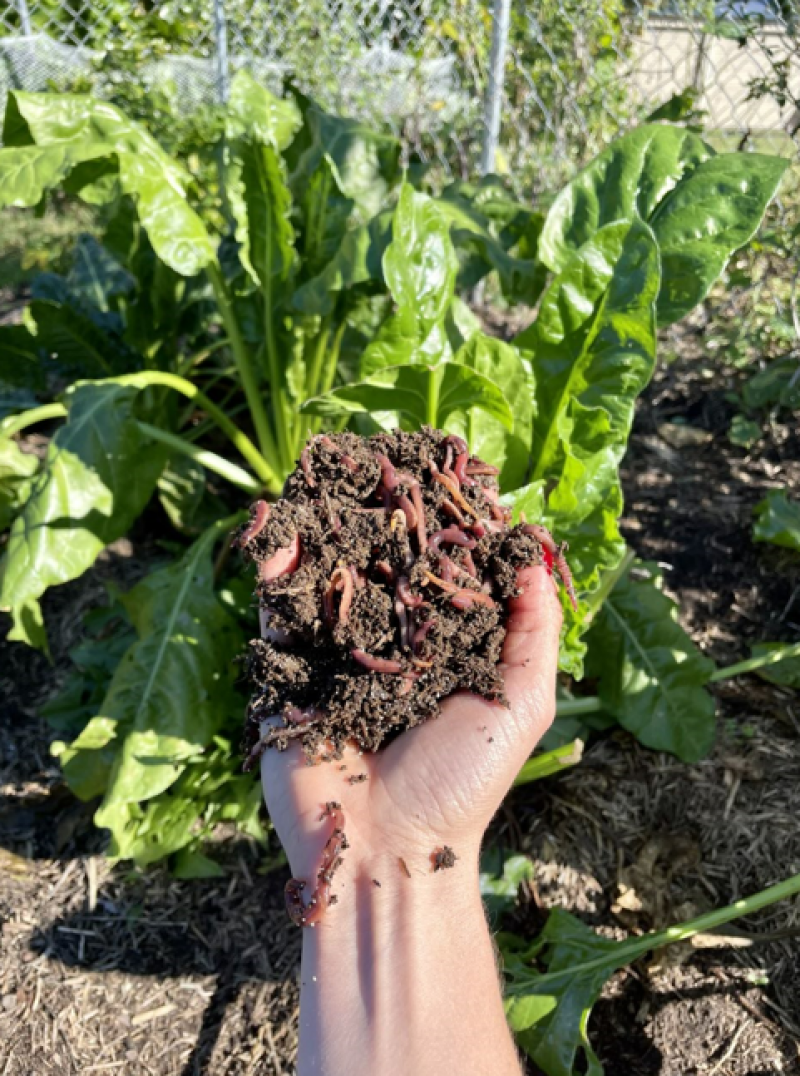 A photo of a person's hand holding a pile of dark brown compost with many red worms visible. The background shows a patch of leafy green plants growing in soil, with a wire fence and a building visible further back.